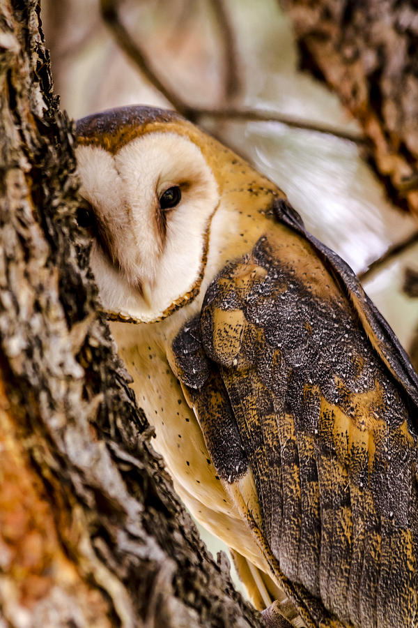 Barn Owl Photograph by Teri Virbickis