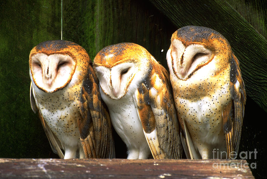 Barn Owl Trio Photograph by Art Wolfe
