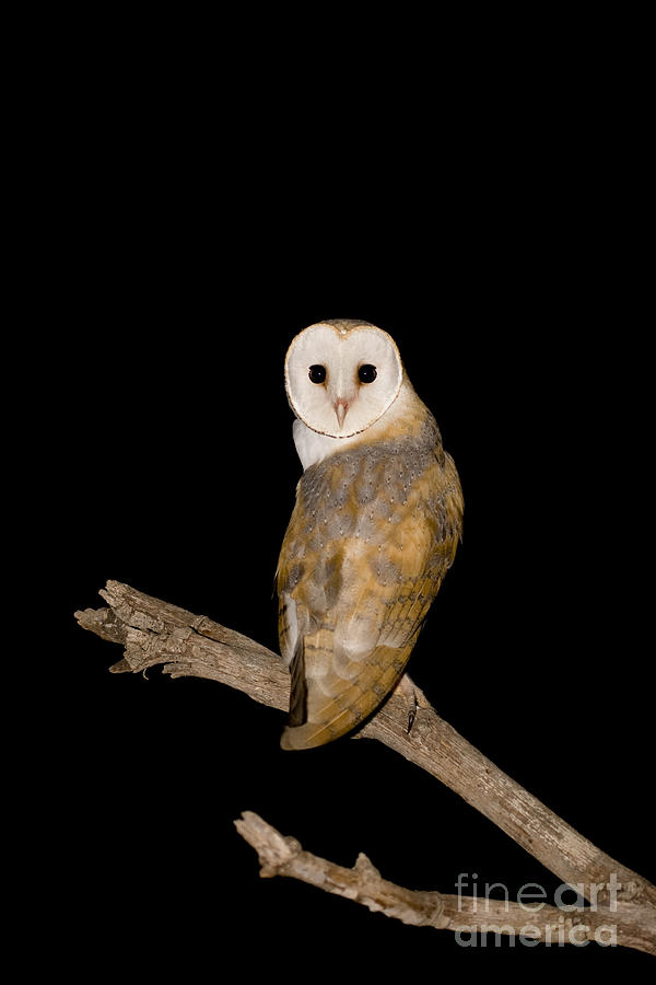 Barn Owl Tyto alba Photograph by Eyal Bartov