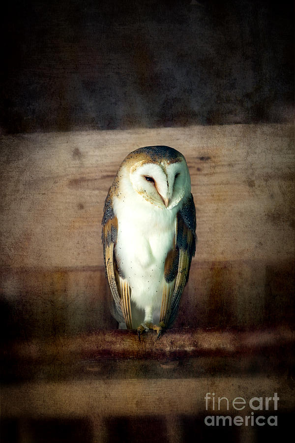 Feather Photograph - Barn owl vintage by Jane Rix