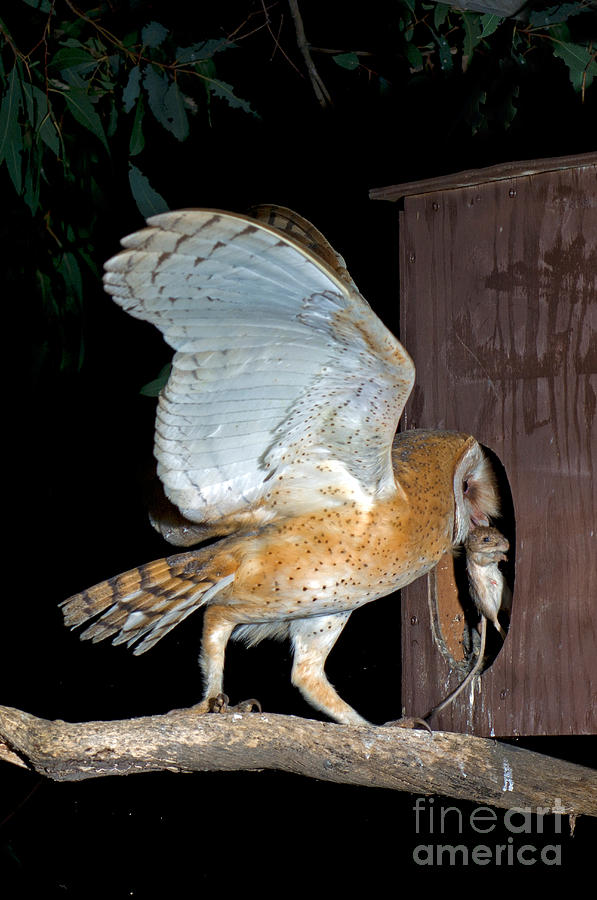 Barn Owl With Rat Photograph by Anthony Mercieca