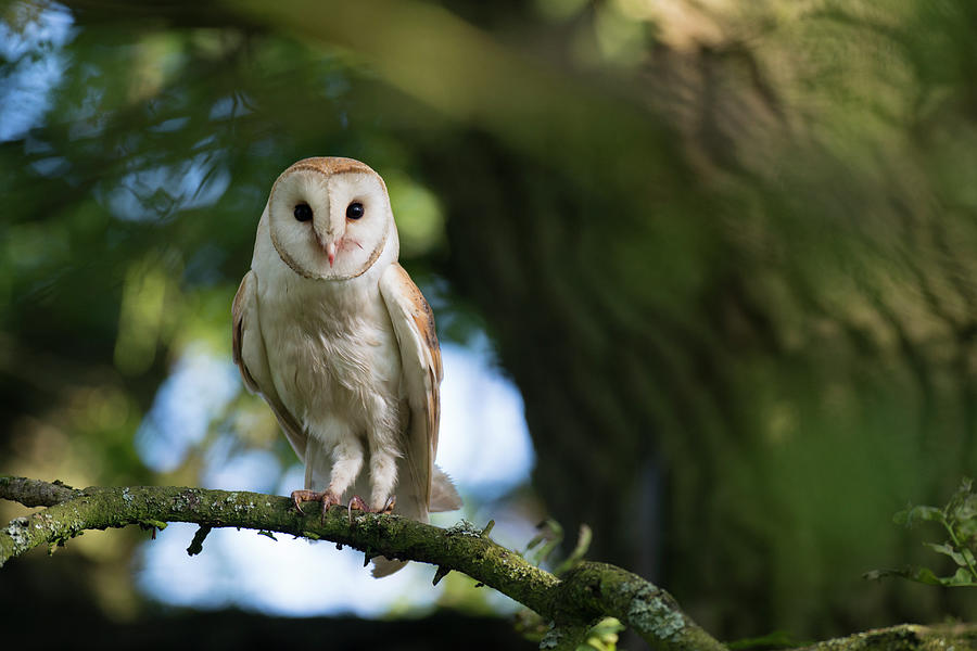 Barn Owl Young In Oak Tree Wild Photograph by James Warwick