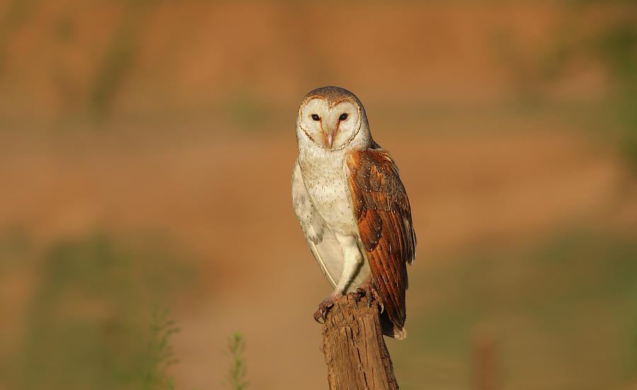 Barn Owl Photograph by Zahoor Salmi