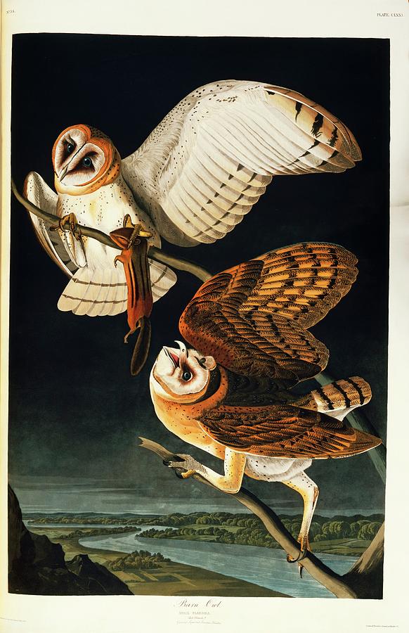 Barn Owls Photograph by Science Photo Library Barn Owls Photograph by Science Photo Library