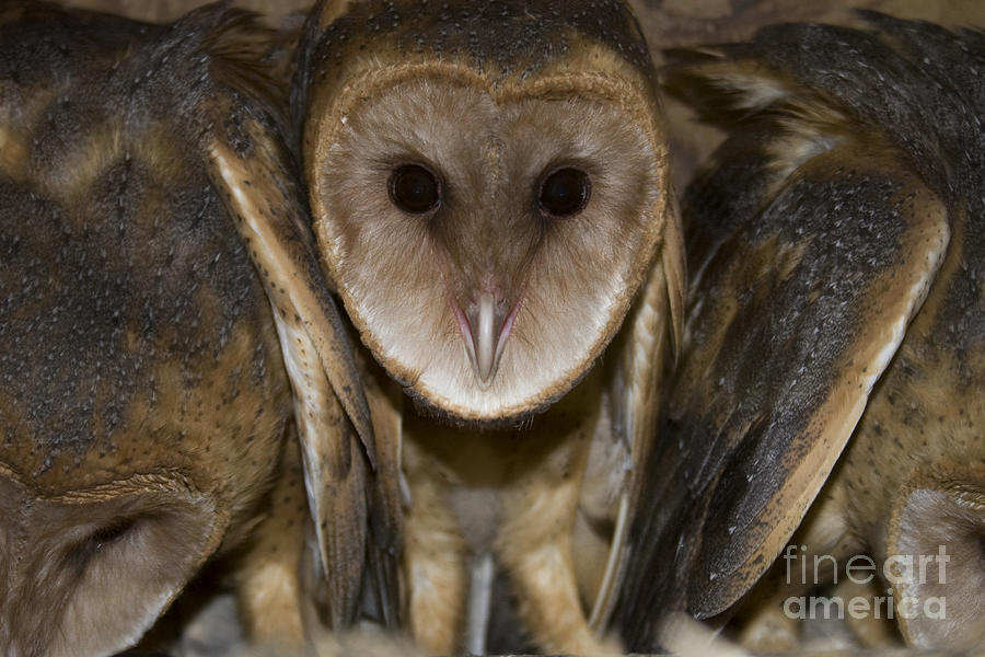 Owl Photograph - Barn Owls by Reva Dow