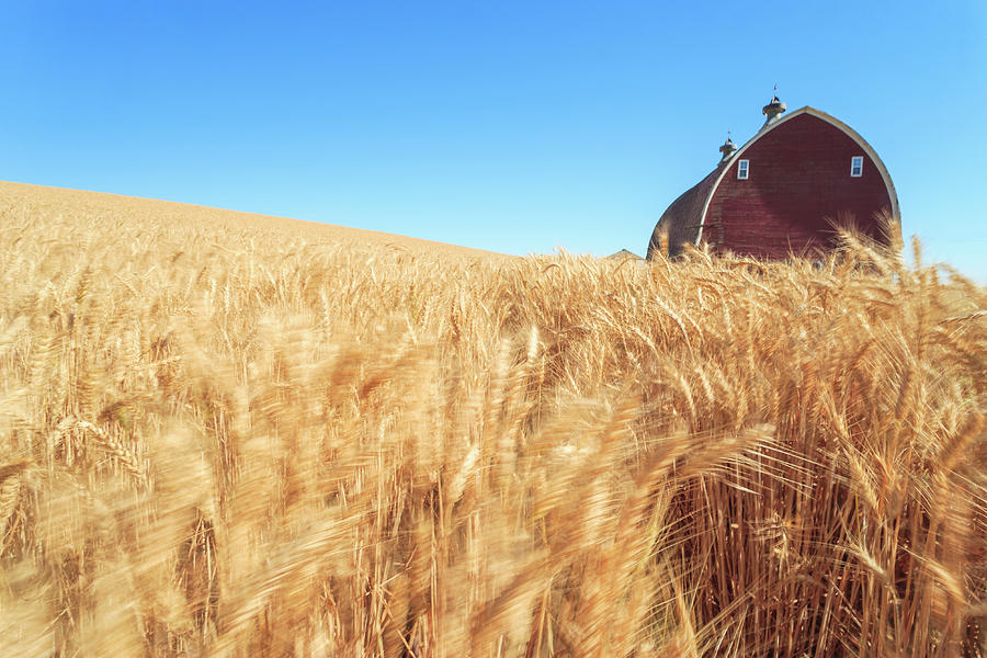 Agriculture Photograph - Barn, Summer Wheat Fields Near Sprague by Stuart Westmorland Agriculture Photograph - Barn, Summer Wheat Fields Near Sprague by Stuart Westmorland
