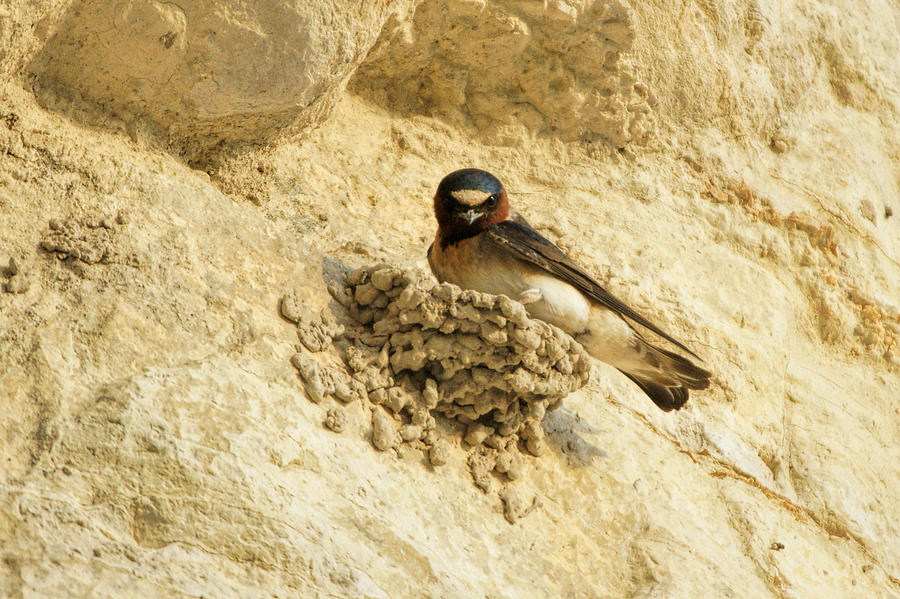 Barn Swallow Photograph by Alan Hutchins