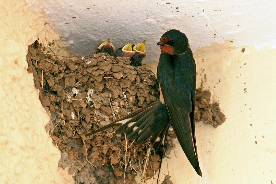 Barn Swallow And Hatchlings Photograph by Photostock-israel/science Photo Library