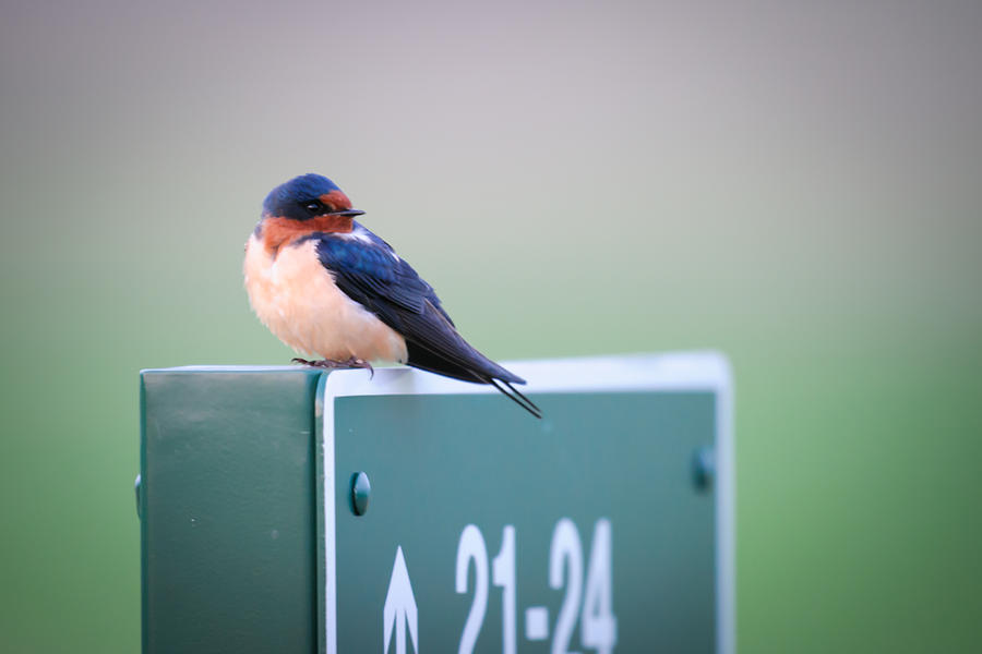 Barn Swallow Photograph