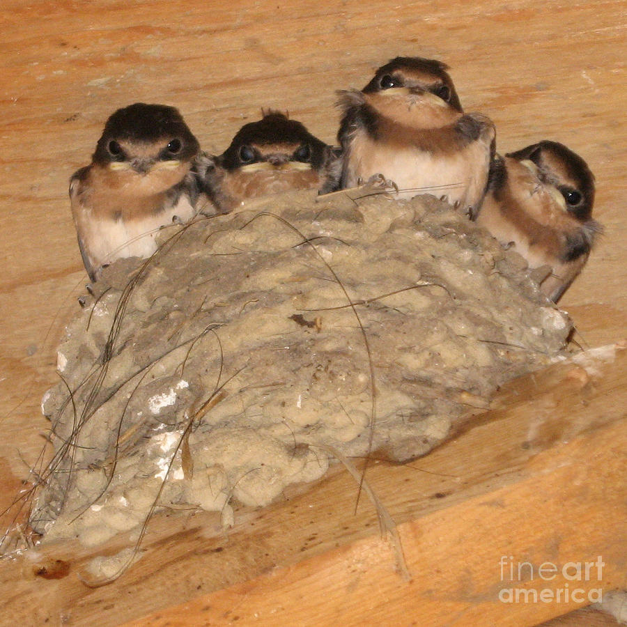 Bird Photograph - Barn Swallow Chicks 2 by Conni Schaftenaar