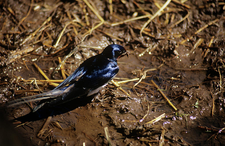 Barn Swallow Collecting Straw Photograph by Science Photo Library Barn Swallow Collecting Straw Photograph by Science Photo Library