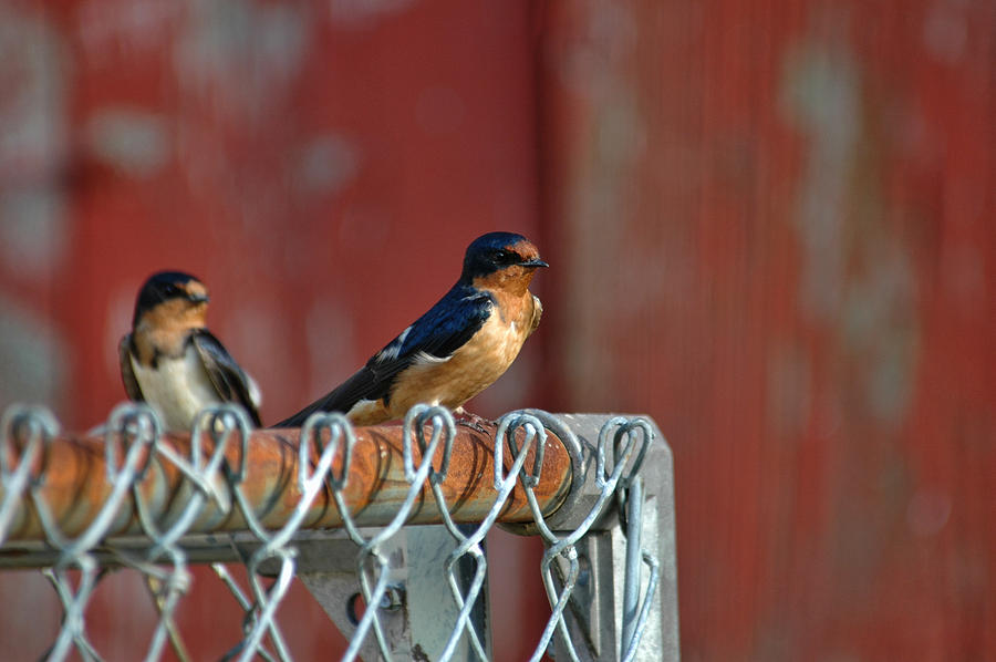 Barn Swallow Photograph by David Armstrong