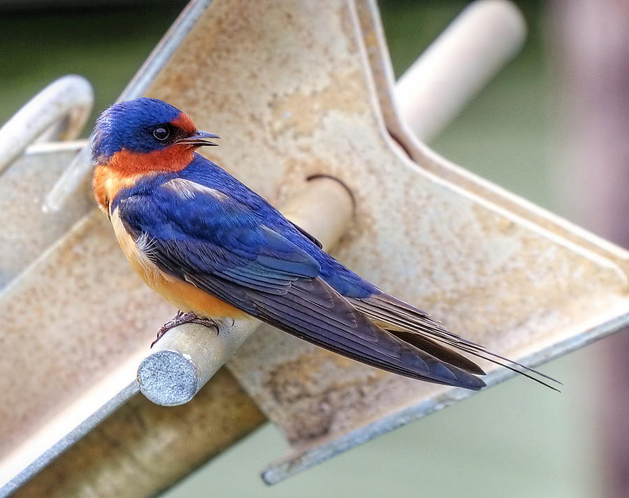 Bird Photograph - Barn Swallow by David Byron Keener