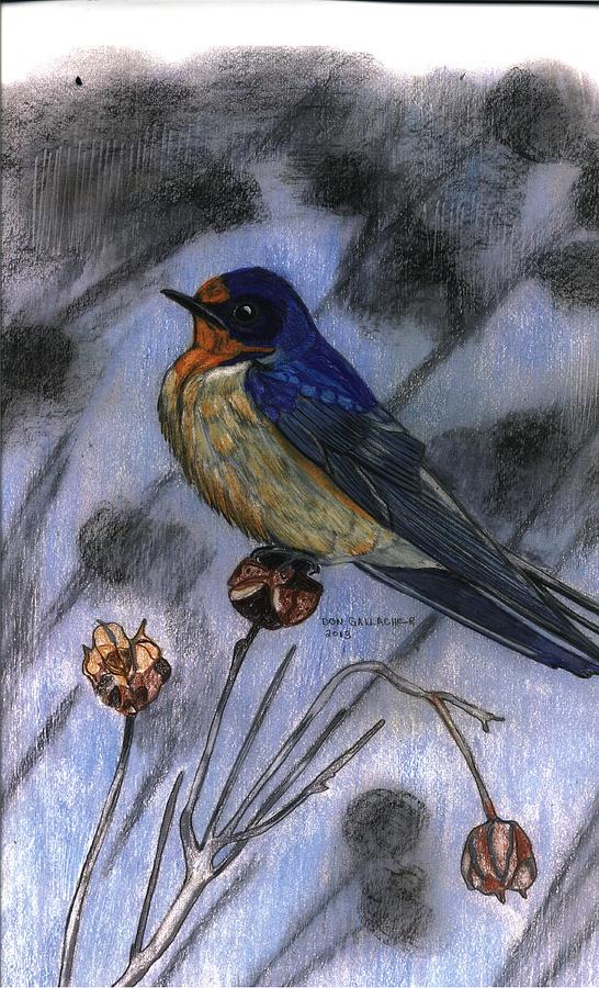 Bird Drawing - Barn Swallow by Don  Gallacher