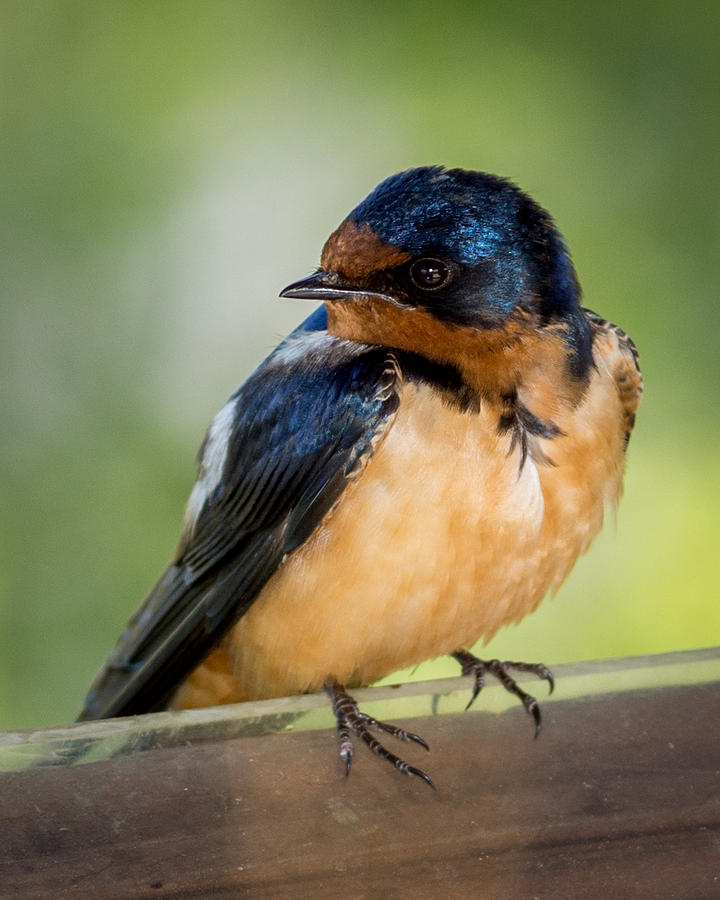 Bird Photograph - Barn Swallow by Ernest Echols