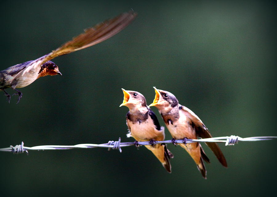 Barn Swallow Feeding The Babies Photograph By Travis Truelove