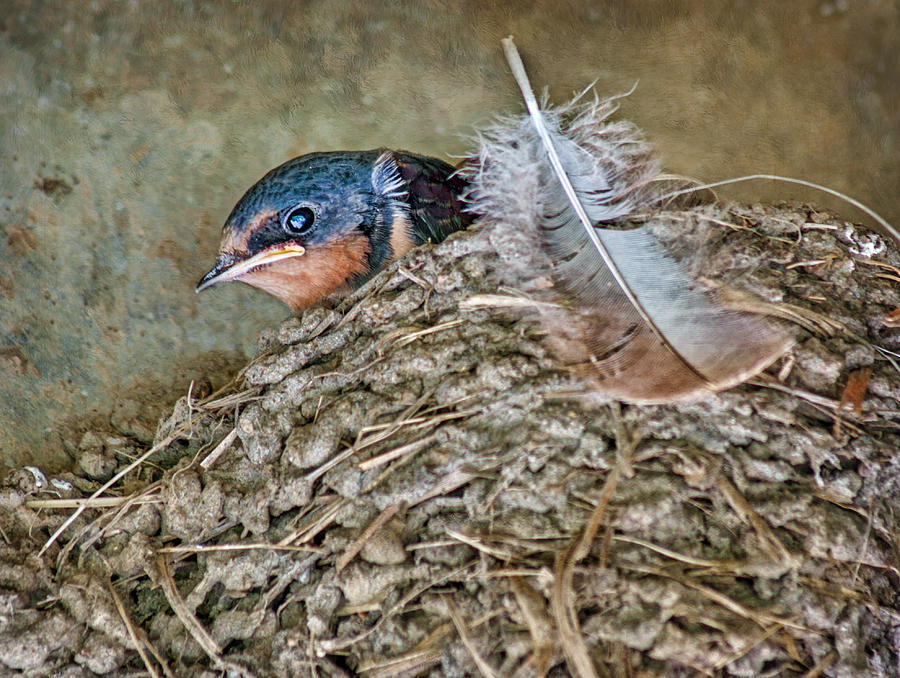 Barn Swallow Fledgling - Baby Bird in Nest Photograph by Nikolyn McDonald
