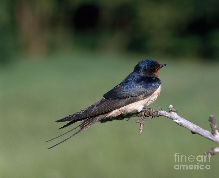 Animal Photograph - Barn Swallow by Hans Reinhard