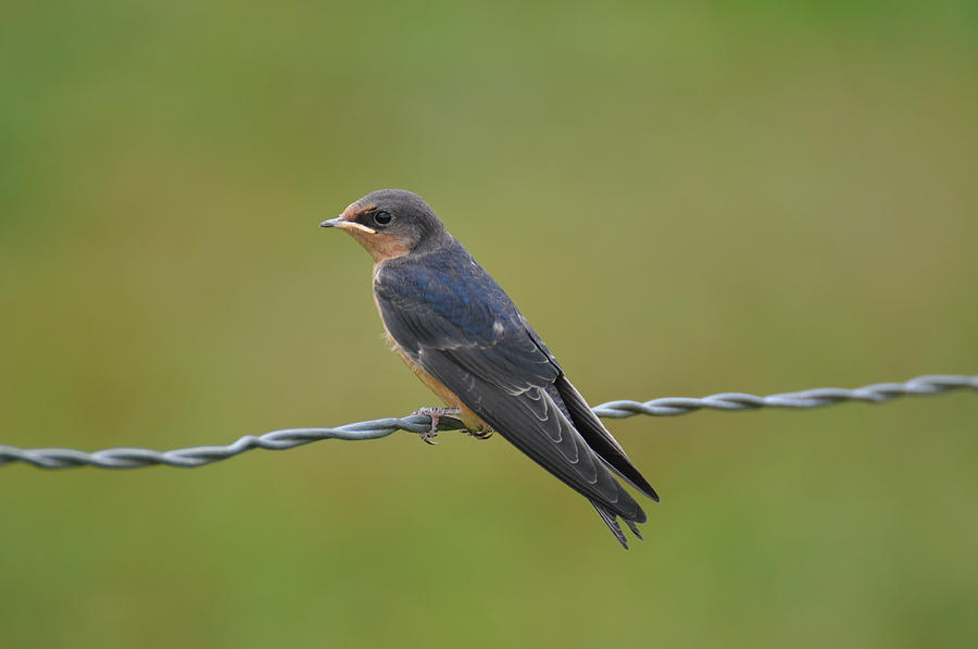 Barn Swallow III Photograph by Ronda Broatch