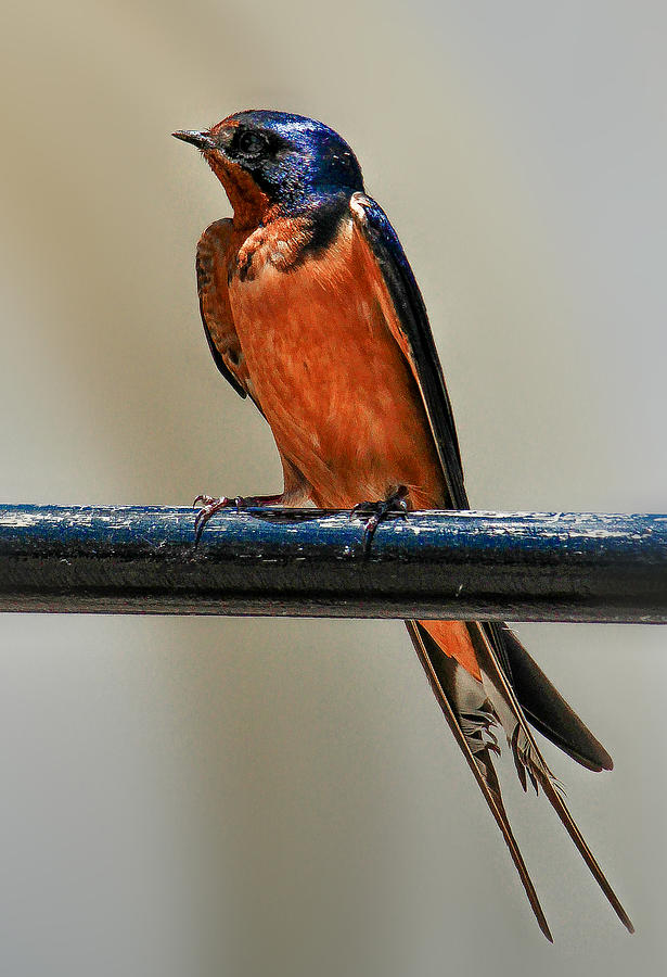 Barn Swallow Photograph by Jim Painter