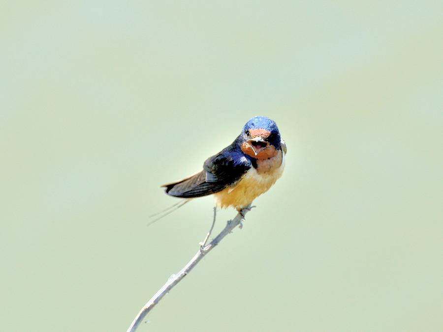 Barn Swallow Photograph by Kathy King