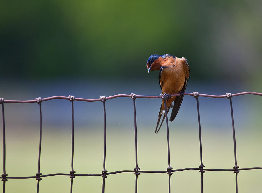 Bird Photograph - Barn Swallow by Mark Alder