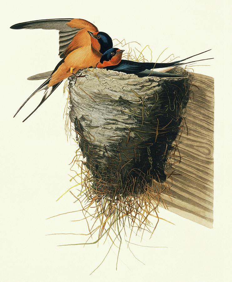 Barn Swallow Photograph by Science Photo Library Barn Swallow Photograph by Science Photo Library