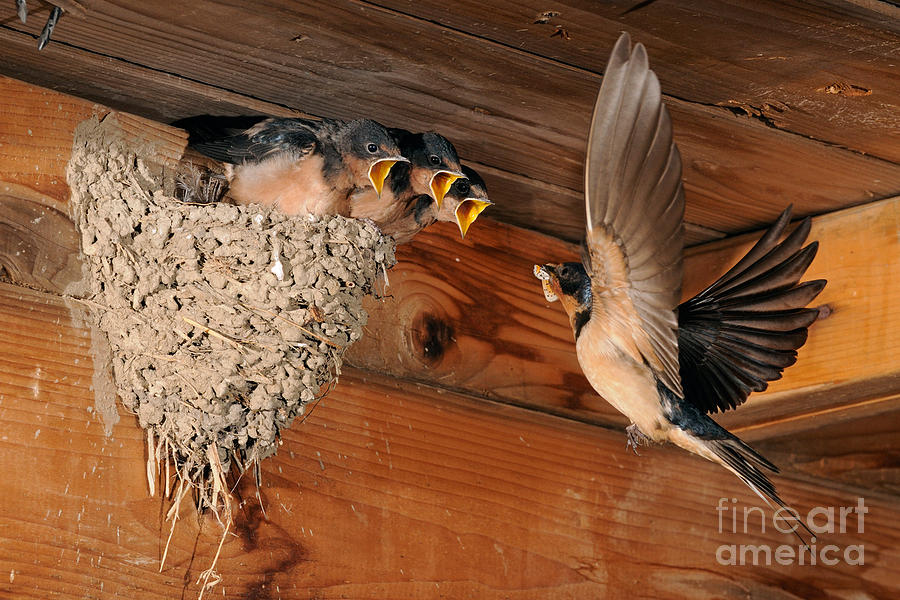 Barn Swallow Photograph - Barn Swallow Nest by Scott Linstead