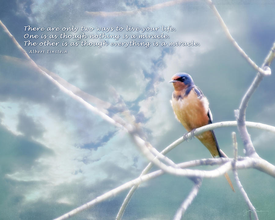 Inspirational Photograph - Barn Swallow on Blue Sky with Einstein Quote by Julie Magers Soulen