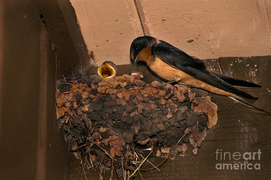 Swallow Photograph - Barn Swallow by Ron Sanford
