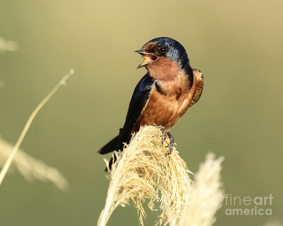 Barn Swallow Warbling Photograph by Dennis Hammer