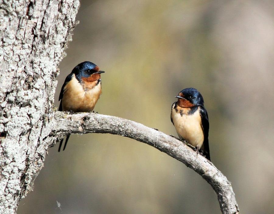 Barn Swallows Photograph - Barn Swallows by John Dart