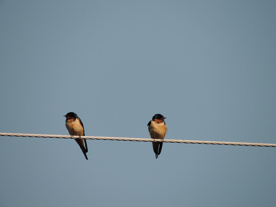 Bird Photograph - Barn Swallows by Kim Pate