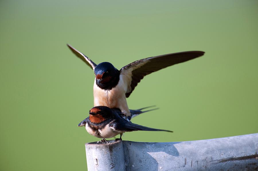 Swallow Photograph - Barn Swallows Mating by Dr P. Marazzi/science Photo Library