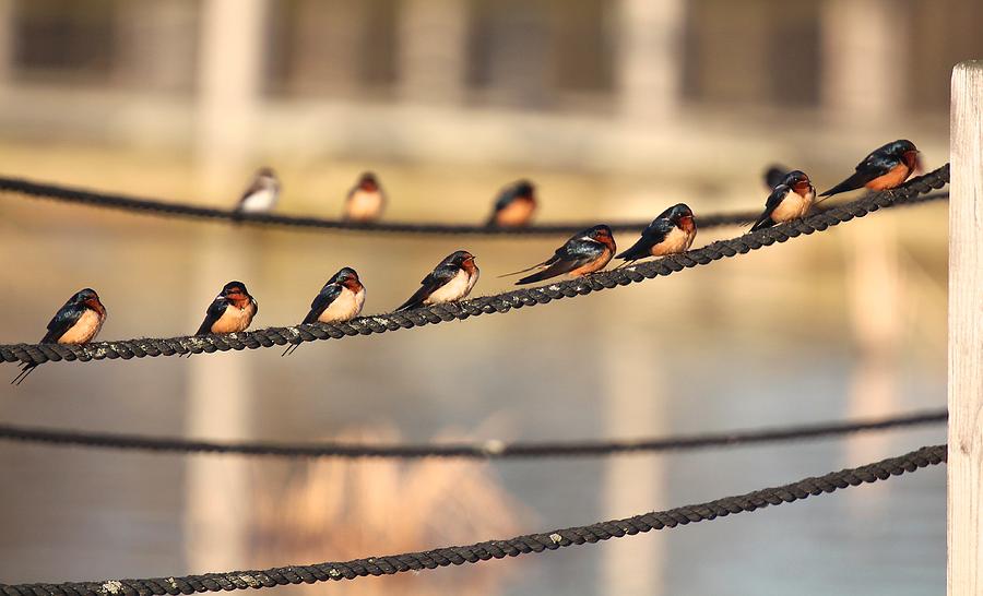 Barn Swallows on the Boardwalk Photograph by John Dart
