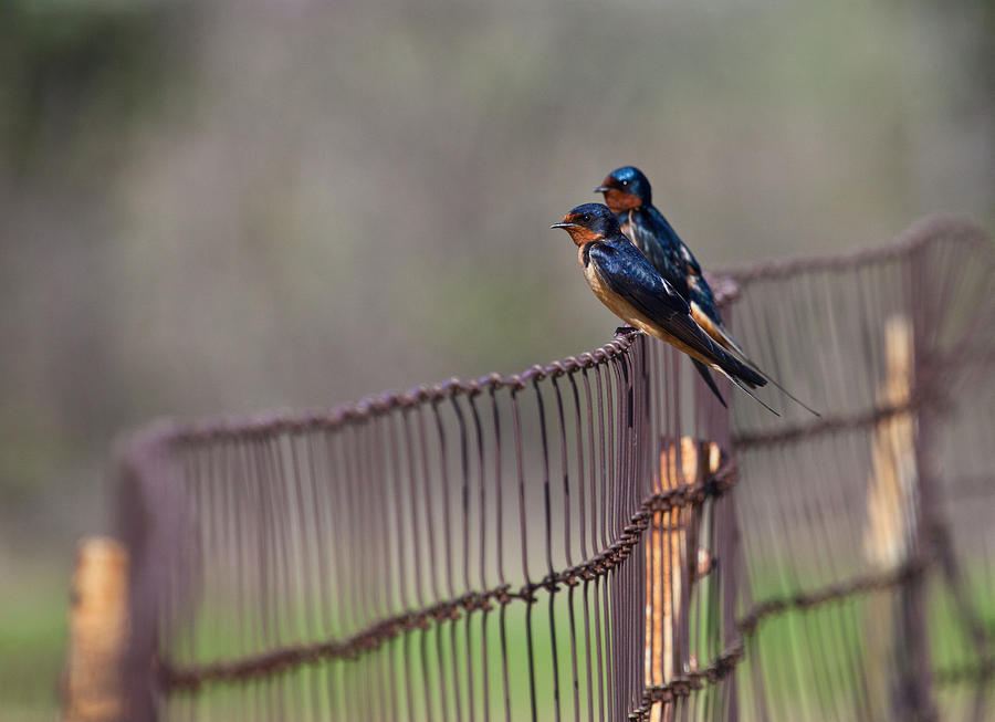 Barn Swallows on the Fence Photograph by Mark Alder