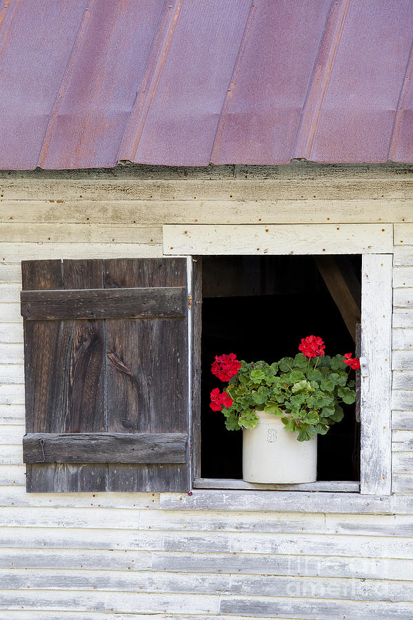 Barn Window Geraniums Photograph