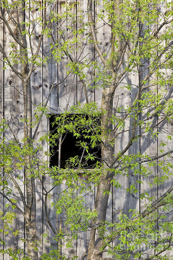 Barn Window In Spring Photograph by Alan L Graham