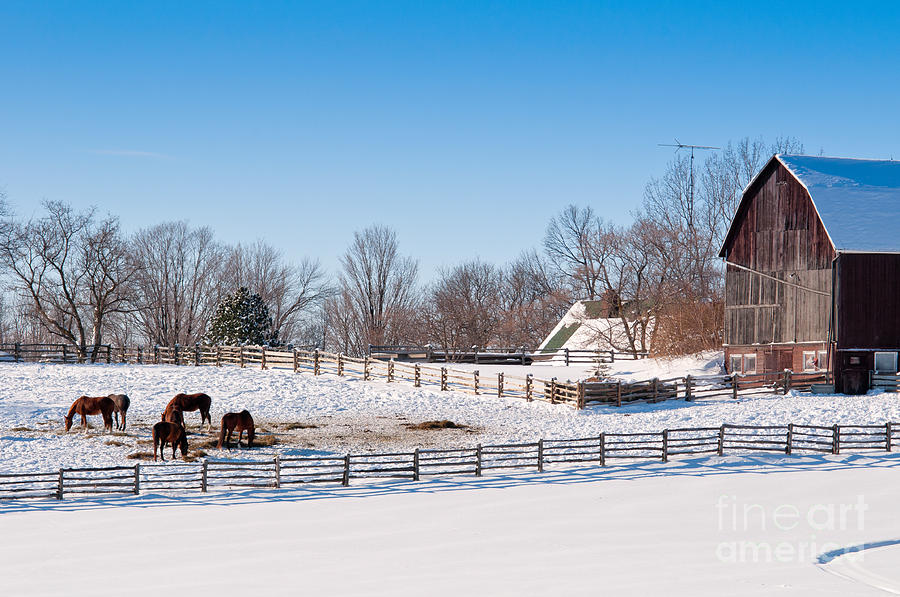 Barn with Horses  Photograph by Les Palenik