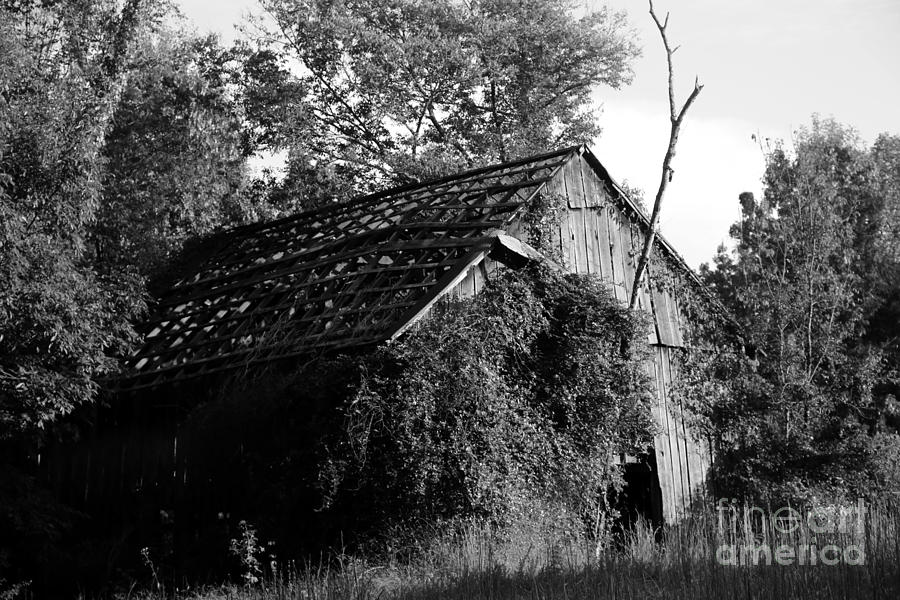 Black And White Photograph - Barn without roof by Dwight Cook
