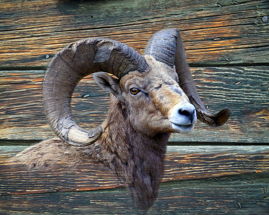 Wildlife Photograph - Barn Wood Bighorn by Steve McKinzie