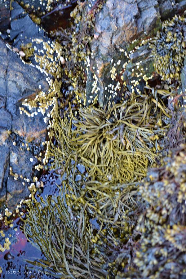 Barnacle and Seaweed Photograph by Tara Potts