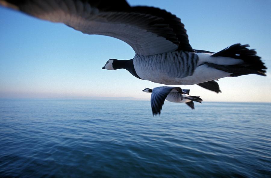 Barnacle Geese Flying Photograph by Patrick Landmann/science Photo Library
