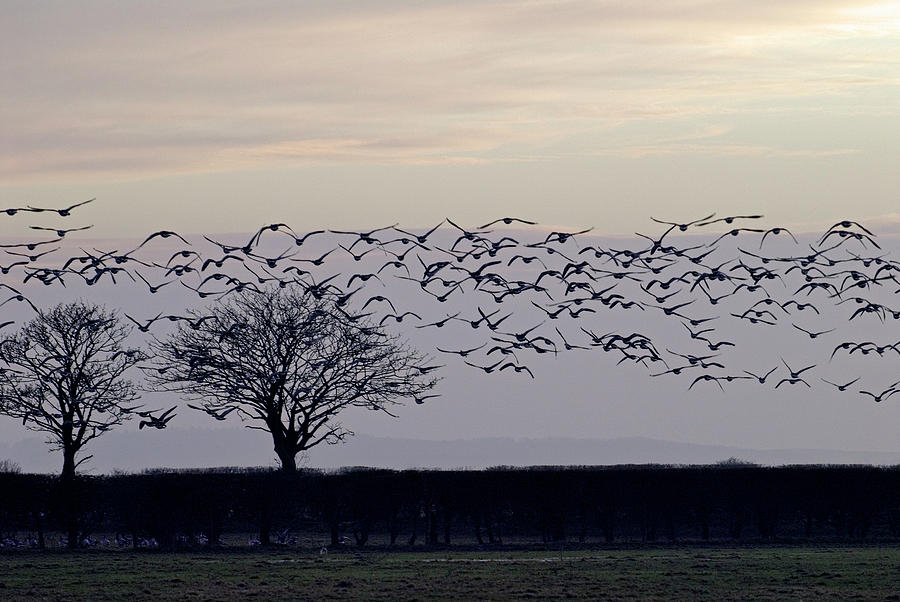 Goose Photograph - Barnacle Geese In Flight by Simon Fraser/science Photo Library