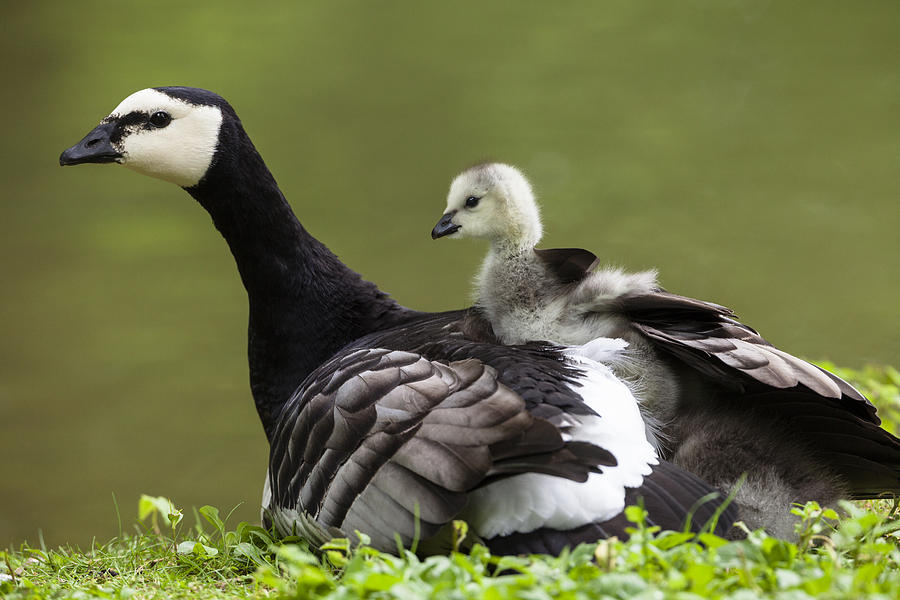 Barnacle Goose Carrying Goslings Germany Photograph by Konrad Wothe
