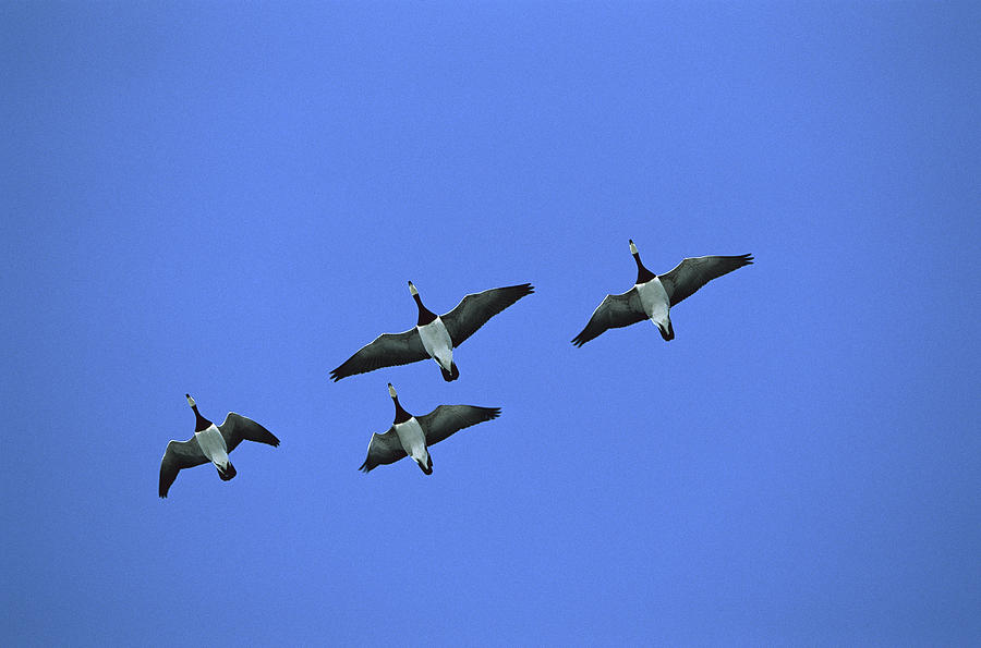 Barnacle Goose Flock Flying Photograph by Konrad Wothe