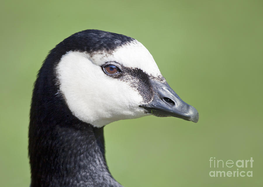 Barnacle Goose Photograph by Liz Leyden