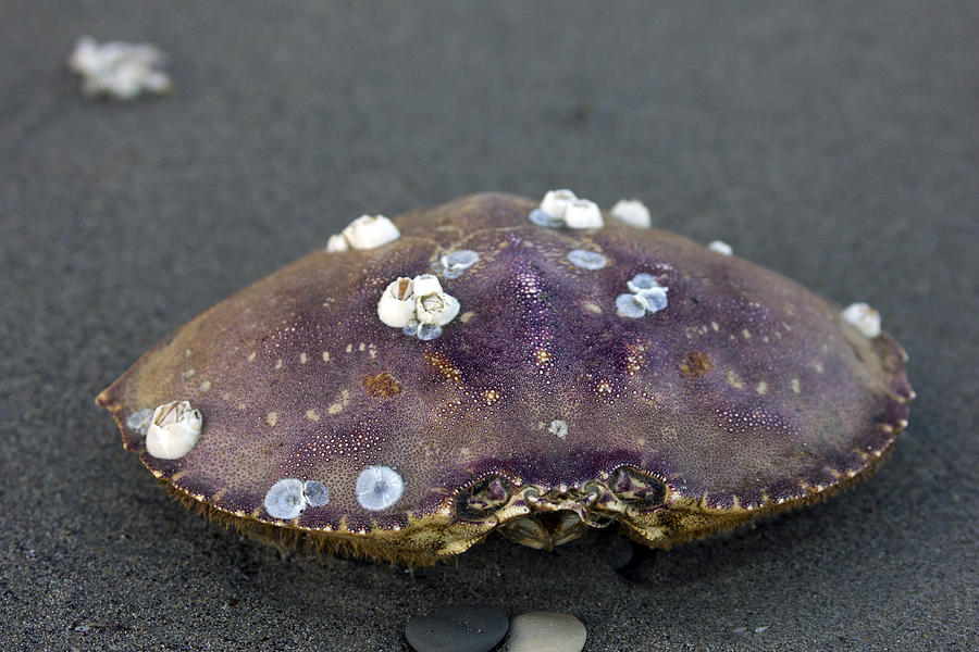 Barnacled Crab Shell Photograph by Josh Bryant
