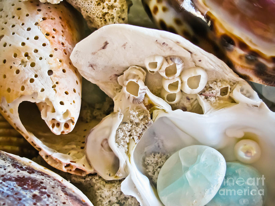 Barnacles and Shells Photograph by Colleen Kammerer