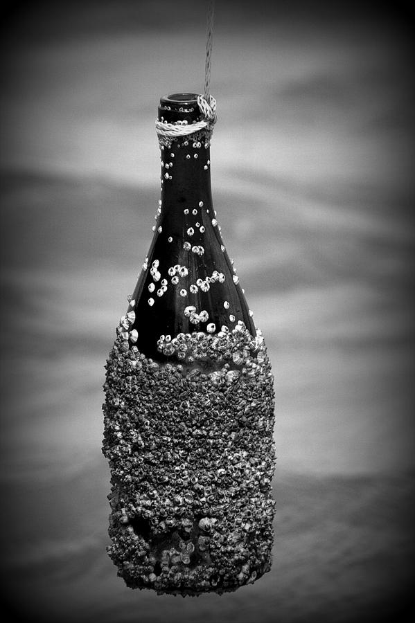 Barnacles and Wine Photograph by Christopher Perez